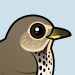 Swainson's Thrush