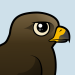 Black Kite