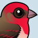 Common Rosefinch
