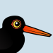 Black Oystercatcher