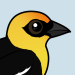 Yellow-headed Blackbird