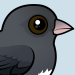 Dark-eyed Junco