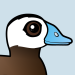 White-headed Duck