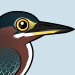 Green Heron