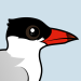 Caspian Tern