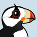 Horned Puffin