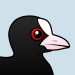 Eurasian Coot