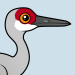 Sandhill Crane