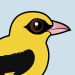 Eurasian Golden Oriole