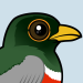 Elegant Trogon