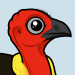 Australian Brushturkey