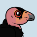 California Condor