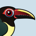 Green Aracari