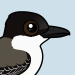 Loggerhead Kingbird