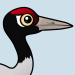 Black-necked Crane