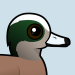 American Wigeon