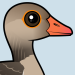 Graylag Goose