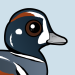 Harlequin Duck