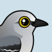 Northern Mockingbird