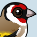 European Goldfinch