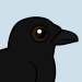 American Crow