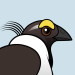 Sage Grouse
