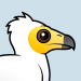 Egyptian Vulture
