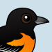 Baltimore Oriole