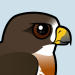 Swainson's Hawk