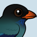 Dollarbird