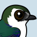 Violet-green Swallow