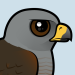 Ridgway's Hawk