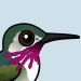 Calliope Hummingbird