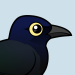 Great-tailed Grackle