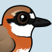 Siberian Sand-Plover