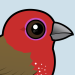 African Firefinch