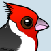 Red-crested Cardinal