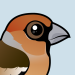 Hawfinch