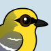 Blue-winged Warbler