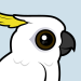 Sulphur-crested Cockatoo