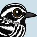 Black-and-white Warbler