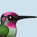 Anna's Hummingbird