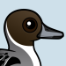 Northern Pintail