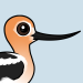 American Avocet