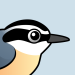 Red-breasted Nuthatch
