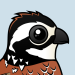 Northern Bobwhite