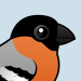 Eurasian Bullfinch