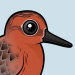 Red Knot