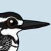 Pied Kingfisher