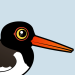 American Oystercatcher